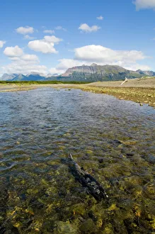 Chum Salmon swimming up coastal creek Katmai Alaska North America Chum Salmon swimming up coastal creek Katmai Alaska North America