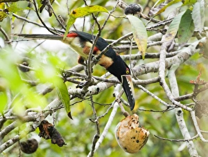 Collared Aracari Pteroglossus t. torquatus feeding in fruiting tree Tikal Guatemala Collared Aracari Pteroglossus t. torquatus feeding in fruiting tree Tikal Guatemala