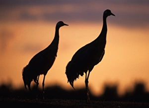 Nature Reserve Birds Prints: Common Cranes