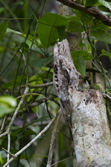 Common Potoo Nyctibius griseus on River Amazon near Iquitos Peru Common Potoo Nyctibius griseus on River Amazon near Iquitos Peru
