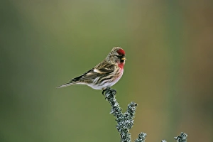 Common Redpoll Carduelis flammea male in breeding plumage Finland Common Redpoll Carduelis flammea male in breeding plumage Finland
