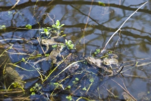 Wildlife Photography Norfolk Coast Prints: Common Toads Bufo bufo in pond in spring Norfolk
