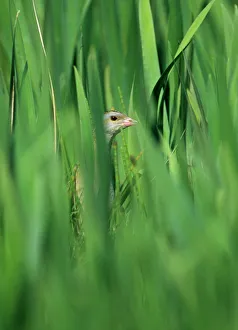 Corncrake Crex crex in Iris bed on Balranald RSPB Reserve North Uist Outer Hebrides Corncrake Crex crex in Iris bed on Balranald RSPB Reserve North Uist Outer Hebrides