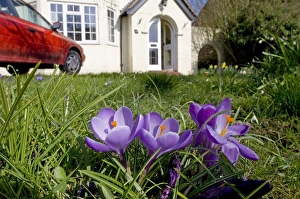 Kent Countryside Images Prints: Crocus spring Kent UK