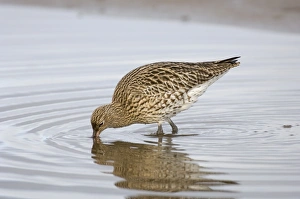 Curlew Numenius arquata feeding Norfolk January Curlew Numenius arquata feeding Norfolk January