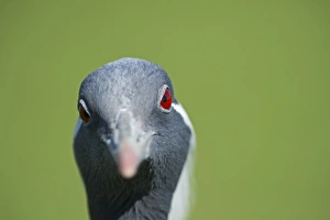 Demoiselle Crane Anthropoides virgo Rajasthan India winter Demoiselle Crane Anthropoides virgo Rajasthan India winter