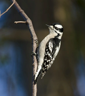 Downy Woodpecker Picoides pubescens female Florida Downy Woodpecker Picoides pubescens female Florida