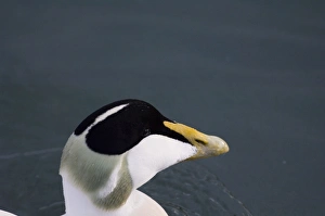 Eider Somateria mollissima male Northumberland winter Eider Somateria mollissima male Northumberland winter