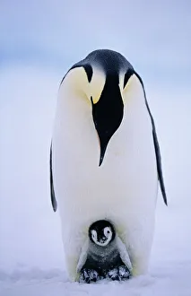 Emperor Penguins, Aptenodytes forsteri, chick being brooded, Weddell Sea, Antarctica Emperor Penguins, Aptenodytes forsteri, chick being brooded, Weddell Sea, Antarctica