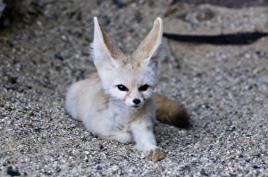 Small Mammal Photography Prints: Fennec Desert Fox Fennecus zerda captive
