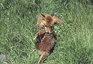 Kent Wildlife Images Prints: Fox with pheasant Kent