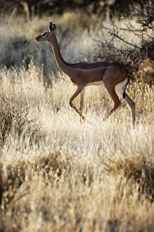 Gerenuk Litocranius walleri female Samburu Kenya Gerenuk Litocranius walleri female Samburu Kenya