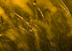 David Tipling Wildlife Photographer Prints: Grass at sunset