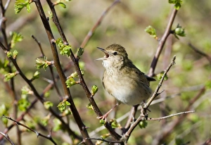Grasshopper Warbler Locustella naevia Northumberland May Grasshopper Warbler Locustella naevia Northumberland May