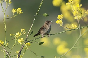Grasshopper Warbler Locustella naevia in song Norfolk May Grasshopper Warbler Locustella naevia in song Norfolk May