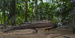 Great Argus, Argusianus argus Asian Pheasant male Captive Great Argus, Argusianus argus Asian Pheasant male Captive