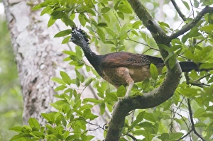 Great Curassow Crax rubra female Tikal Guatemala Great Curassow Crax rubra female Tikal Guatemala