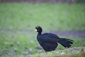 Great Curassow Crax rubra male La Selva Costa Rica Great Curassow Crax rubra male La Selva Costa Rica