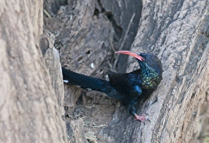 Green Wood-hoopoe Phoeniculus purpureus Samburu Kenya Green Wood-hoopoe Phoeniculus purpureus Samburu Kenya