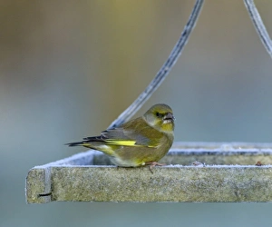 Greenfinch Carduelis chloris on bird table Kent UK Greenfinch Carduelis chloris on bird table Kent UK