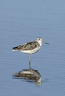 Images Dated 3rd August 2006: Greenshank Tringa nebularia moulting adult Snettisham Norfolk August