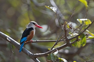 Grey-headed Kingfisher Halycon leucocephala Samburu Kenya Grey-headed Kingfisher Halycon leucocephala Samburu Kenya