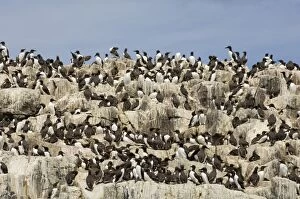 Images Dated 1st July 2005: Guillemot colony Uria aalge Staple Island Farne Islands Northumberland summer