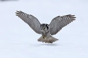 Hawk Owl Surnia ulula pouncing on a vole nr Vaala Finland March Hawk Owl Surnia ulula pouncing on a vole nr Vaala Finland March
