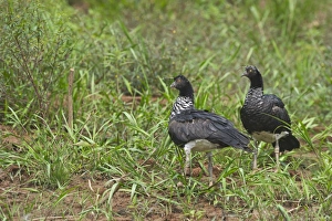 Horned Screamer Anhima cornuta pair Tambopata Peruvian Amazon Horned Screamer Anhima cornuta pair Tambopata Peruvian Amazon