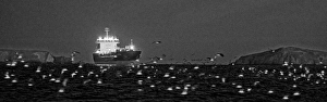 Infrared image showing thousands of Manx Shearwaters Puffinus puffinus gathering Infrared image showing thousands of Manx Shearwaters Puffinus puffinus gathering
