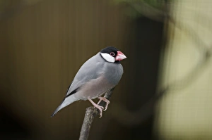 Prints of Java Sparrow (Padda oryzivora) in captivity Waxbill Prints: Java Sparrow Print in Captivity