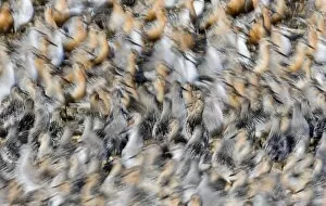 Images Dated 3rd August 2006: Knot Calidris canutus massing at high tide roost Snettisham pits on the Wash Norfolk July