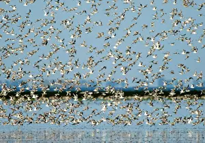 Bird Prints: Snettisham Knot Print