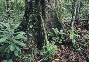 Large emergent tree in lowland tropical rainforest Manu Peru Large emergent tree in lowland tropical rainforest Manu Peru