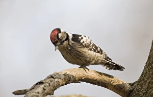 Lesser Spotted Woodpecker Dendrocopos minor male winter UK Lesser Spotted Woodpecker Dendrocopos minor male winter UK