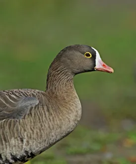 Lesser White-fronted Goose, Anser erythropus, adult Lesser White-fronted Goose, Anser erythropus, adult