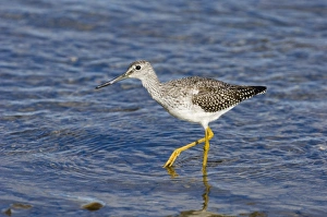 Lesser Yellowlegs Tringa flavipes Alaska USA autumn Lesser Yellowlegs Tringa flavipes Alaska USA autumn