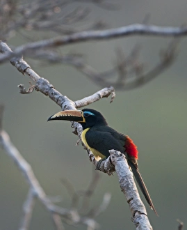 Lettered Aracari Pteroglossus inscriptus Amazon Peru Lettered Aracari Pteroglossus inscriptus Amazon Peru