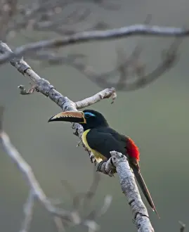 Peru Wildlife Photography Prints: Lettered Aracari Pteroglossus inscriptus Amazon Peru