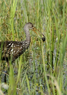Limpkin Aramus guarauna feeding on snails Florida Everglades USA Limpkin Aramus guarauna feeding on snails Florida Everglades USA