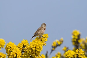 Linnet Bird Prints: linnet