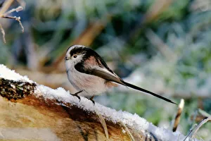 Long-tailed Tit, Aegithalos caudata, in winter, UK Long-tailed Tit, Aegithalos caudata, in winter, UK