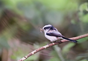 Long-tailed Tit Aegithalos caudatus with food for nest Norfolk April Long-tailed Tit Aegithalos caudatus with food for nest Norfolk April