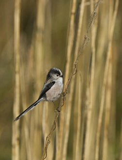 Long-tailed Tit Aegithalos caudatus Norfolk spring Long-tailed Tit Aegithalos caudatus Norfolk spring