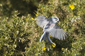 Long-tailed Tit Aegithalos caudatus Norfolk April Long-tailed Tit Aegithalos caudatus Norfolk April