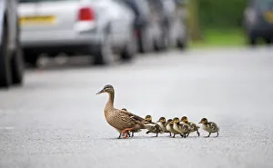 Mallard Anas platyrhynchos mother leading ducklings across road Arundel Sussex Mallard Anas platyrhynchos mother leading ducklings across road Arundel Sussex