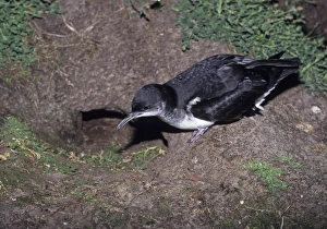 Manx Shearwater at entrance to nest burrow on Skomer Pembrokeshire Wales Manx Shearwater at entrance to nest burrow on Skomer Pembrokeshire Wales