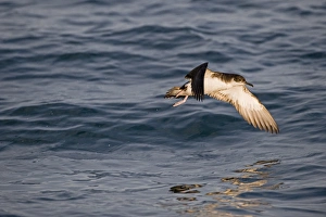 Manx Shearwater Puffinus puffinus in St Brides Bay off Skomer Island Pembrokeshire Manx Shearwater Puffinus puffinus in St Brides Bay off Skomer Island Pembrokeshire