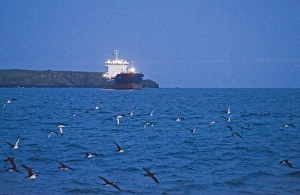 Manx Shearwaters Puffinus puffinus gathering in St Brides Bay off Skomer Island Manx Shearwaters Puffinus puffinus gathering in St Brides Bay off Skomer Island