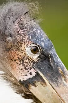 Images Dated 18th February 2006: Marabou Stork close up of head Kenya Africa